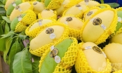 Fruit and vegetable export boom: An Giang mango goes to the US, Australia, and South Korea